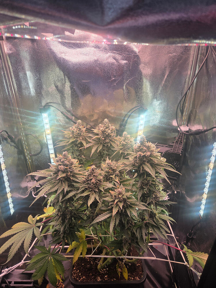 Eine blühende Cannabis-Pflanze der Sorte Cap Junky in einem Grow-Zelt mit LED-Beleuchtung.
