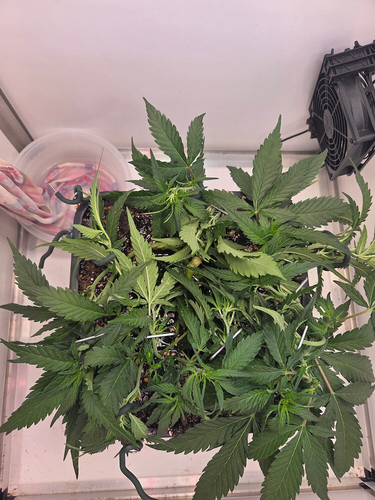 Eine Cannabis-Pflanze in einem quadratischen Topf, die mit Pflanzendraht für LST (Low Stress Training) heruntergebunden wurde, in einer Growbox.