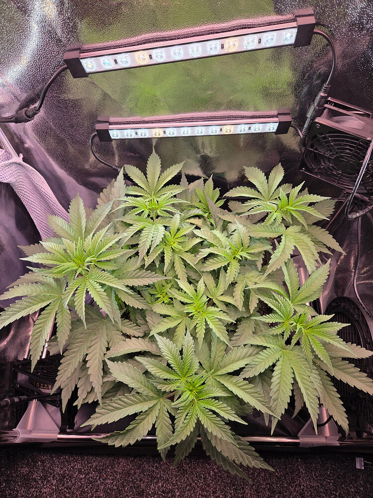 Eine junge Cannabispflanze in einem Growzelt unter LED-Beleuchtung.