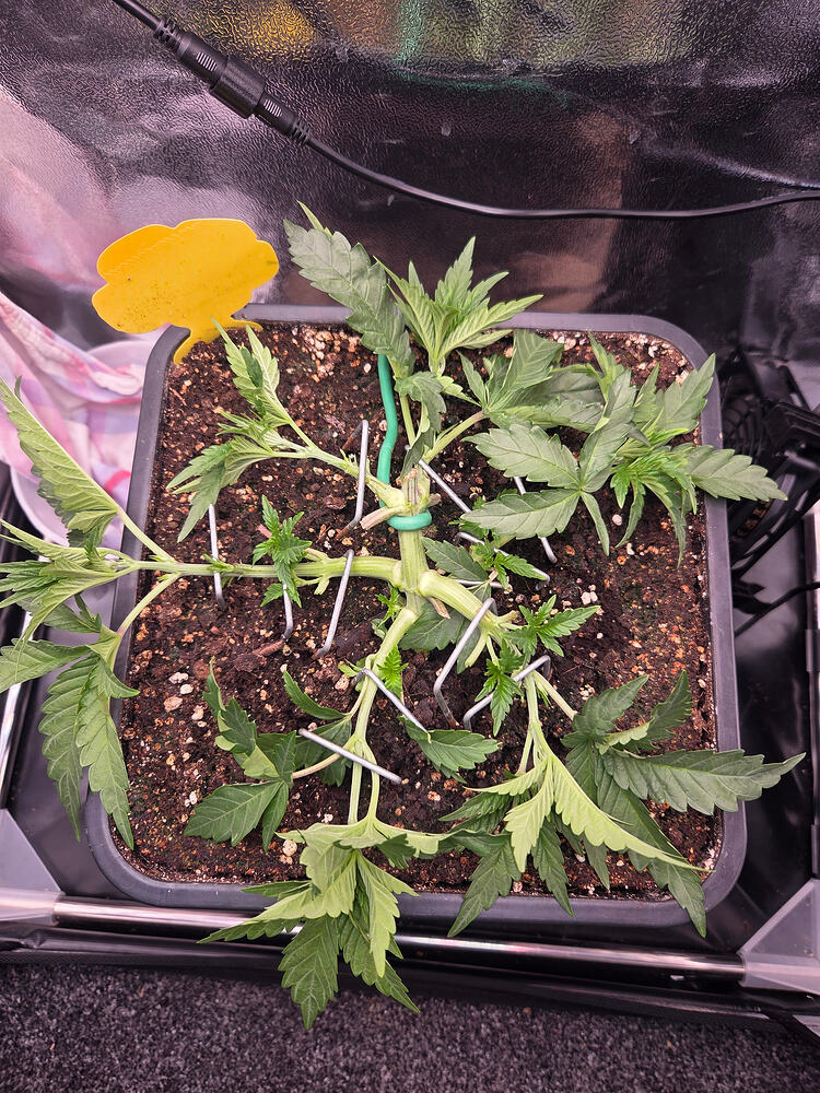 Eine Cannabis-Pflanze in einem quadratischen Topf, die mit Erdankern und Draht trainiert wurde (LST).