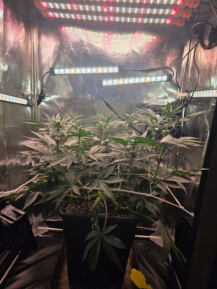 Eine Cannabis-Pflanze in einem Growzelt unter LED-Beleuchtung, die sich in der frühen Blütephase befindet und entlaubt wurde.