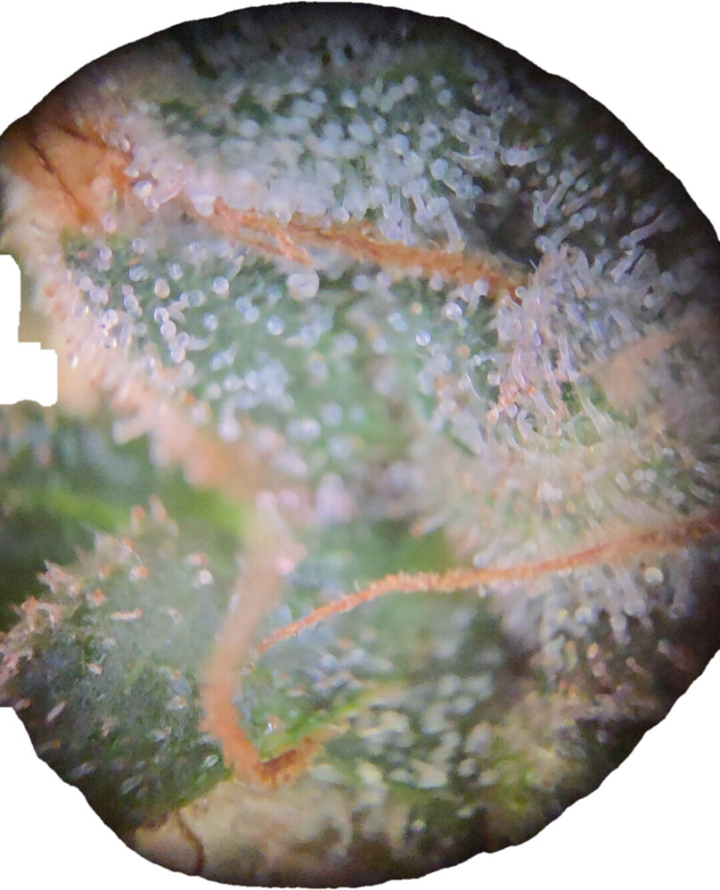 Mikroskopische Nahaufnahme von Cannabis-Trichomen auf einer Blüte, die den Reifegrad zeigt.