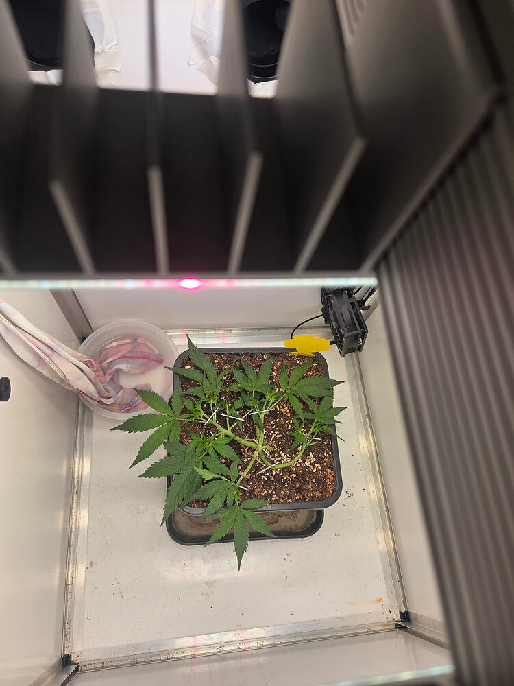 Eine junge Cannabispflanze in einem quadratischen Topf, die in einer Growbox mit LED-Beleuchtung trainiert wird.