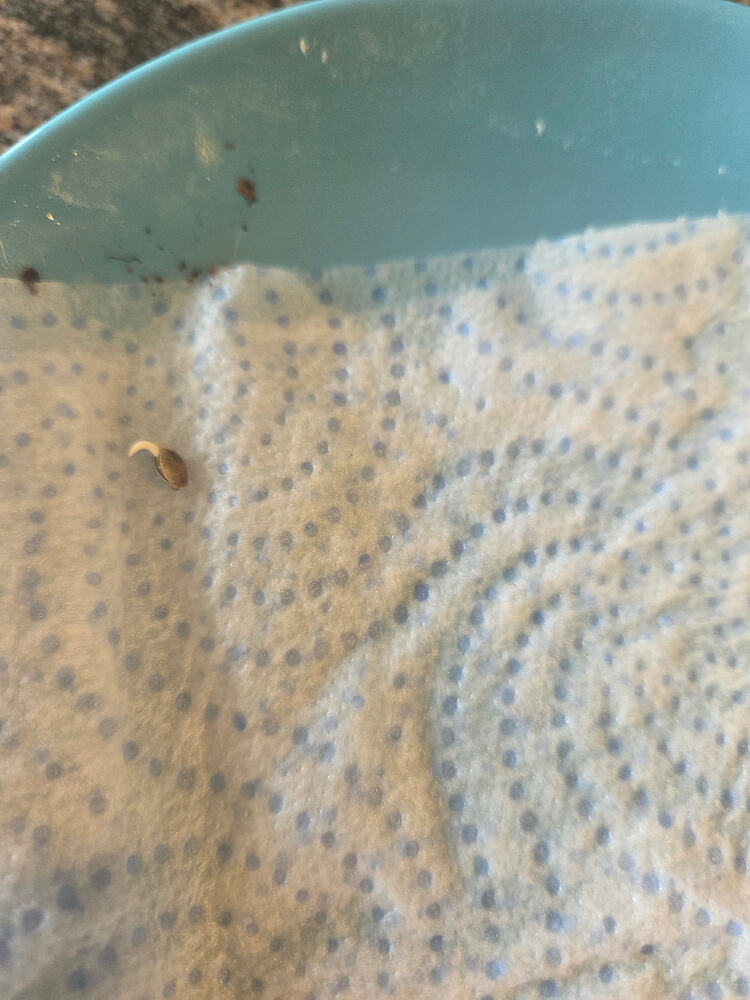 Ein gekeimter Cannabis-Samen auf einem feuchten Papiertuch in einer blauen Schale.