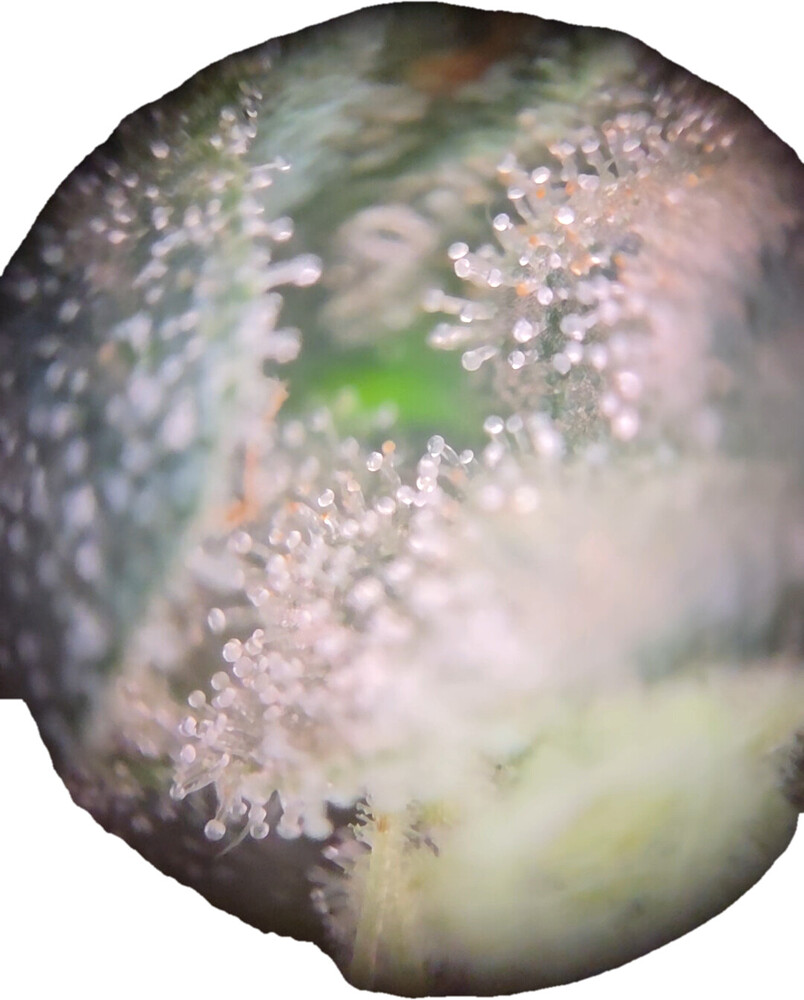 Mikroskopische Aufnahme von Cannabis-Trichomen an einer Blüte, die überwiegend milchig-trüb sind.