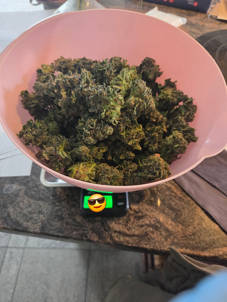 Eine rosa Schüssel gefüllt mit frisch geernteten Cannabis-Buds steht auf einer digitalen Küchenwaage.