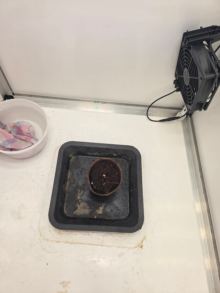 Ein kleiner Keimling in einem Anzuchttopf auf einem Tablett in einer Growbox, daneben ein kleiner Ventilator.