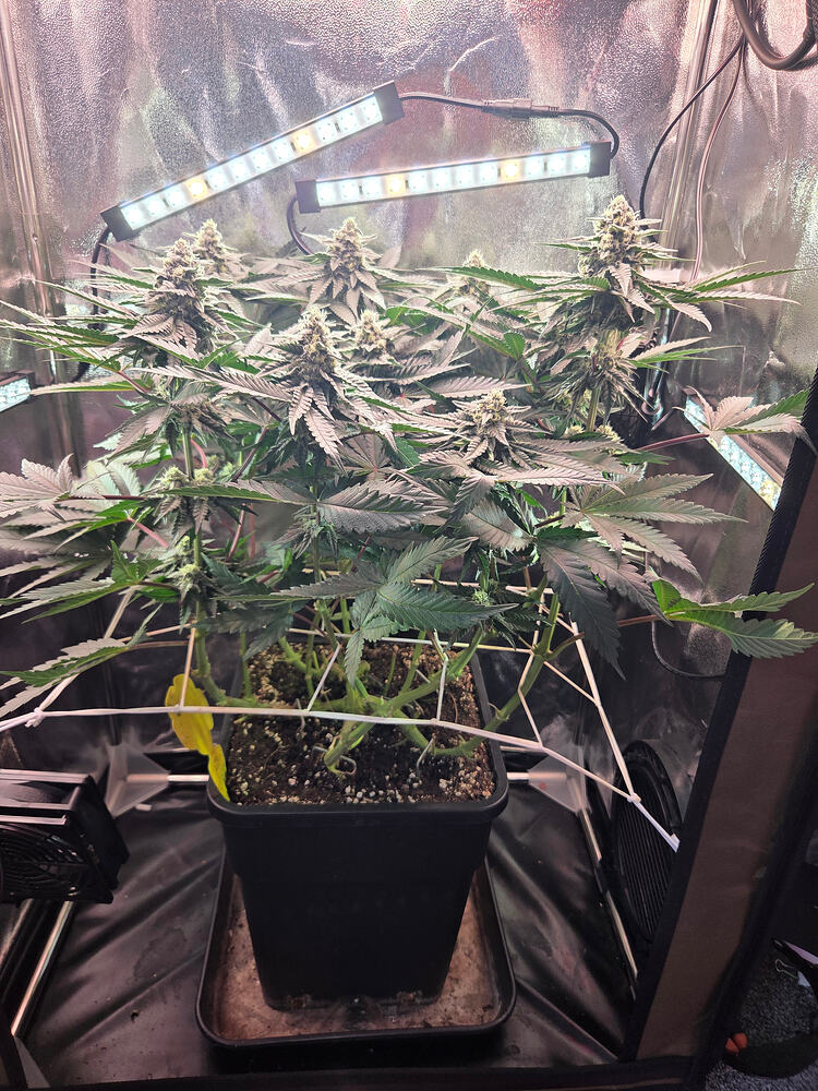Eine Cannabis-Pflanze in der Blütephase in einem Grow-Zelt, unter LED-Beleuchtung mit einem Scrog-Netz.