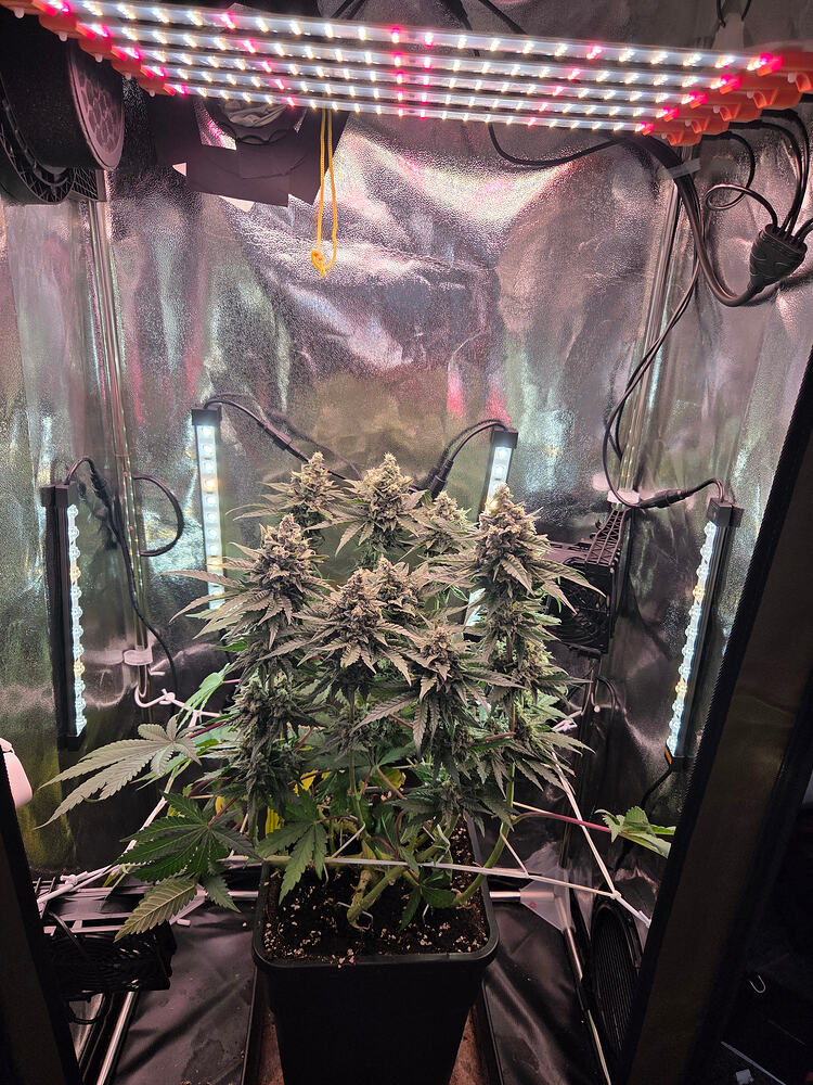 Eine Cannabis-Pflanze in der Blütephase in einem Growzelt, beleuchtet von LED-Leisten.