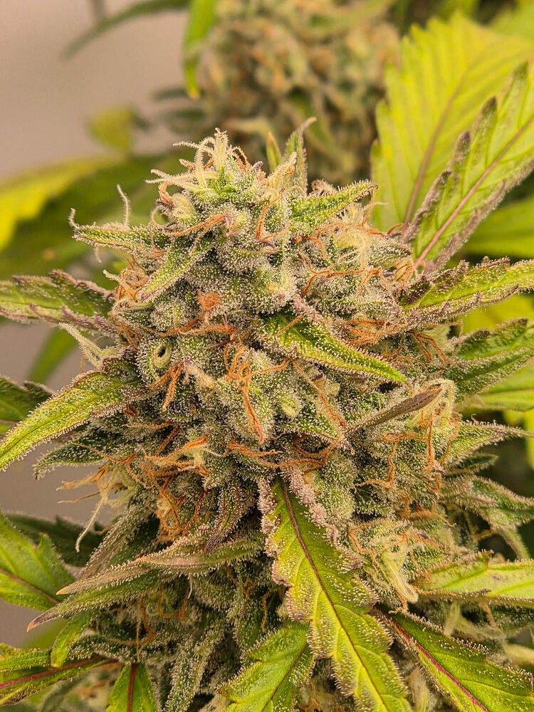 Nahaufnahme eines harzigen Cannabis-Buds in der Blütephase mit sichtbaren Trichomen und orangefarbenen Stigmen.
