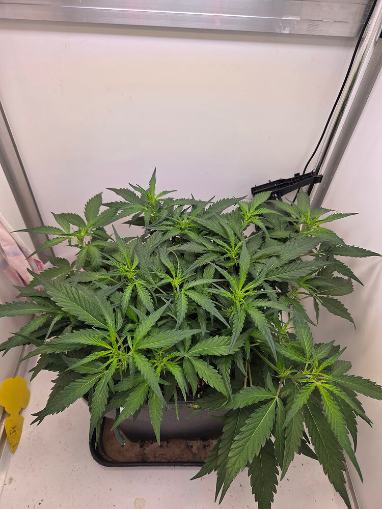 Eine gesunde, buschige Cannabis-Pflanze in einem schwarzen Topf in einer Growbox, von oben fotografiert.