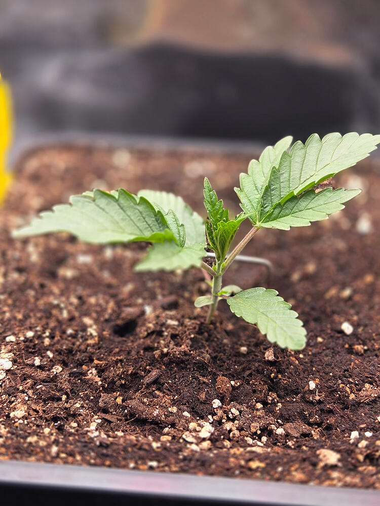 Ein junger Cannabis-Sämling an Tag 14 in einem Topf mit Erde.