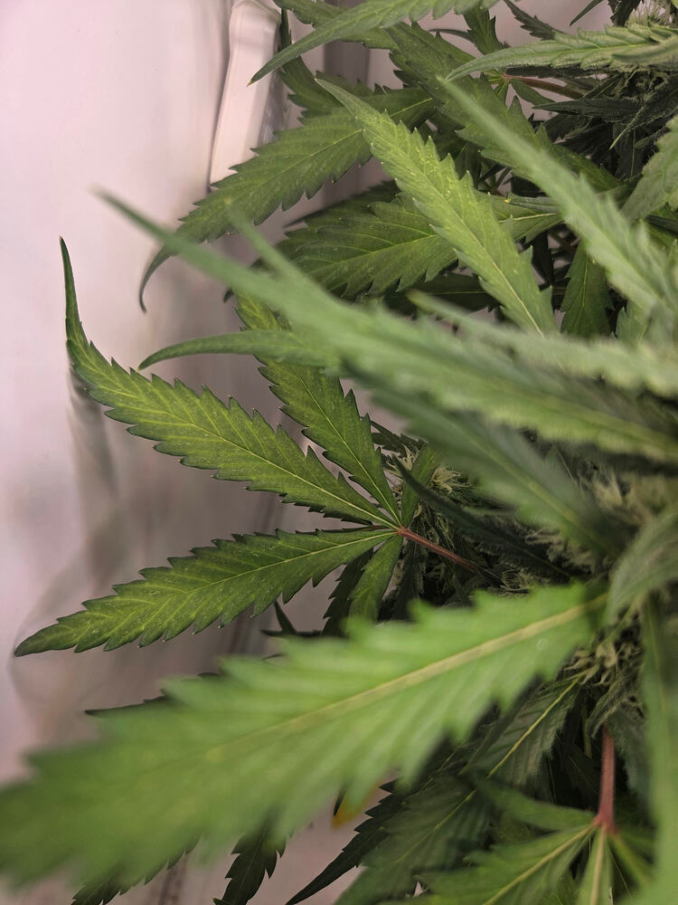 Nahaufnahme von Cannabisblättern mit Anzeichen von Blattverfärbungen in einer Grow-Umgebung.