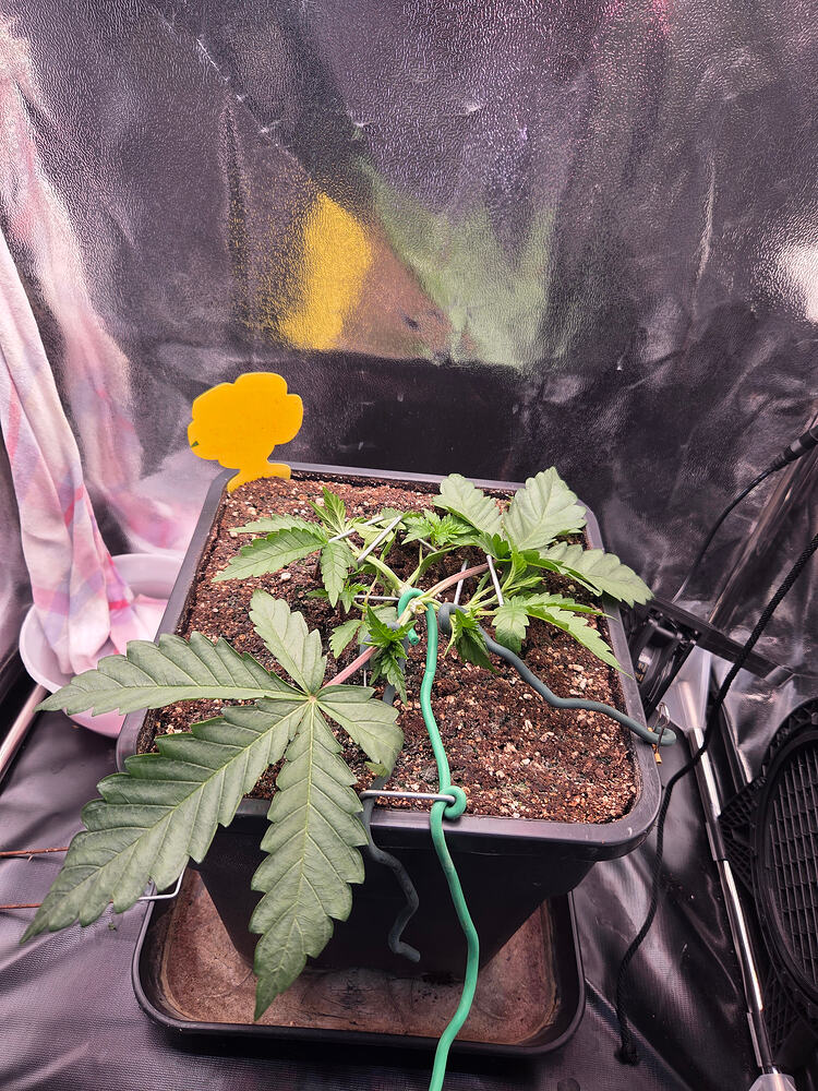 Eine junge Cannabis-Pflanze in einem quadratischen Topf, die mit LST-Techniken (Low Stress Training) mittels Erdankern und Draht trainiert wird.