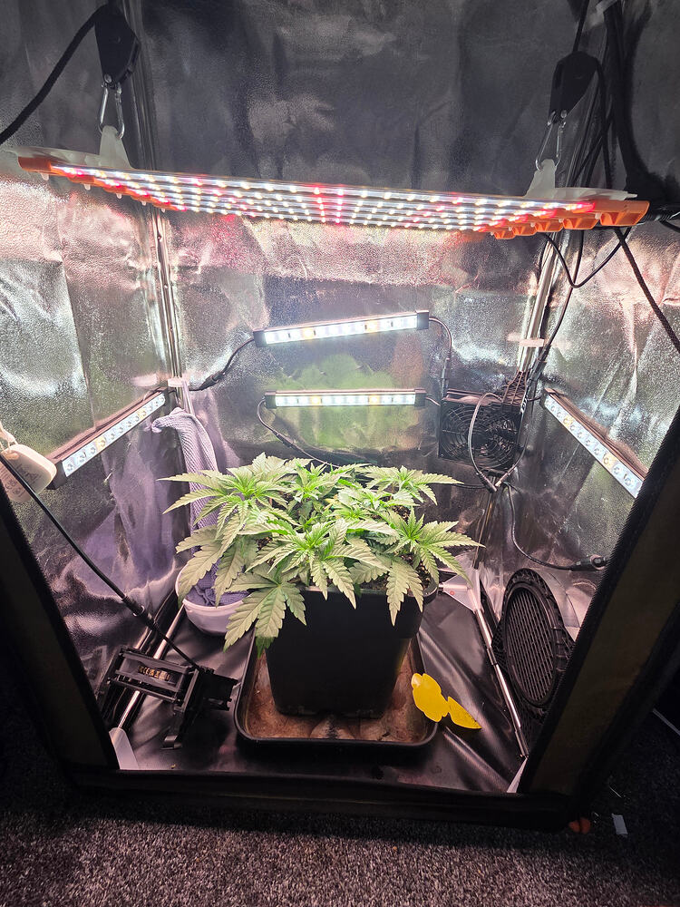 Eine Cannabis-Pflanze in einer Growbox unter LED-Beleuchtung.