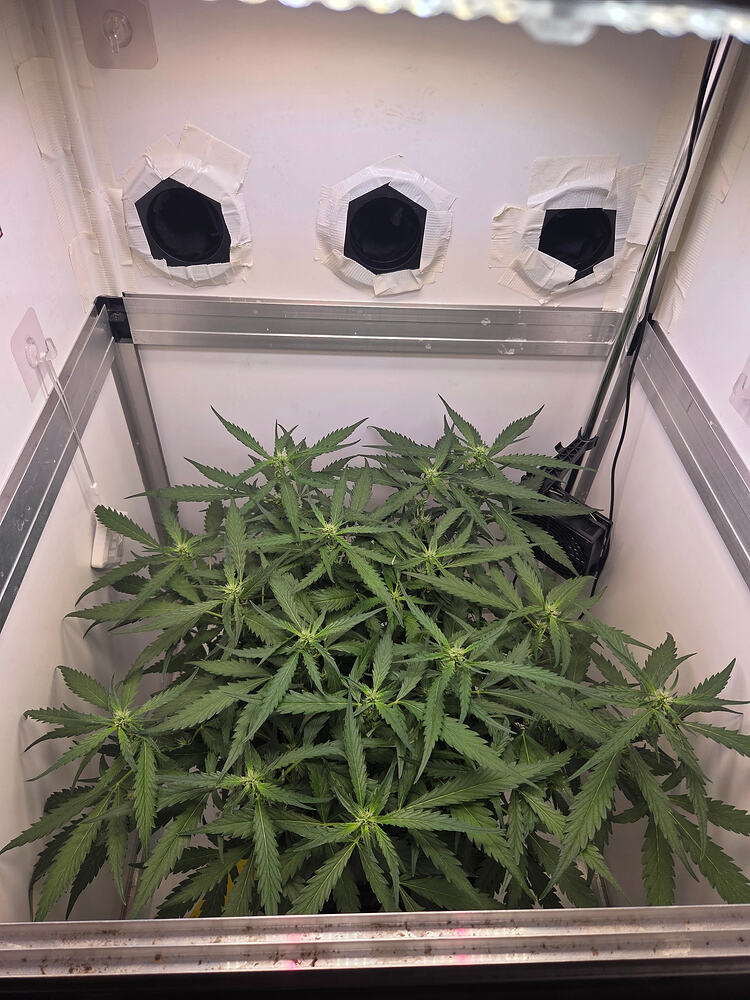 Eine Cannabis-Pflanze in einer Growbox, die sich in der frühen Blütephase befindet.
