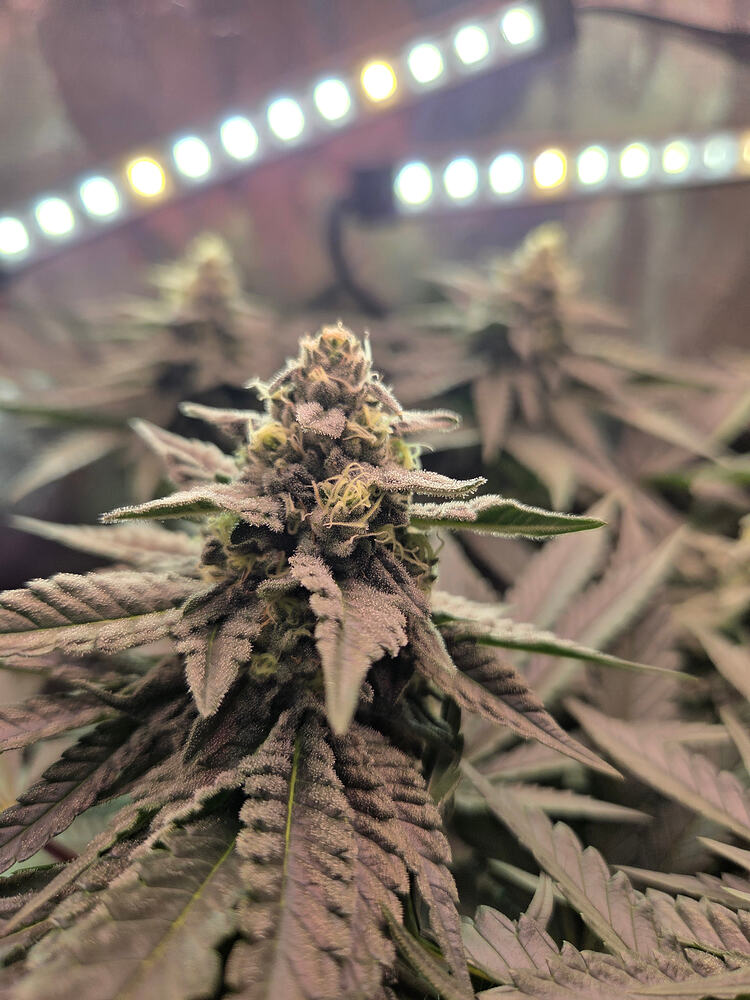 Nahaufnahme eines Cannabis-Buds in der Blütephase unter LED-Beleuchtung.