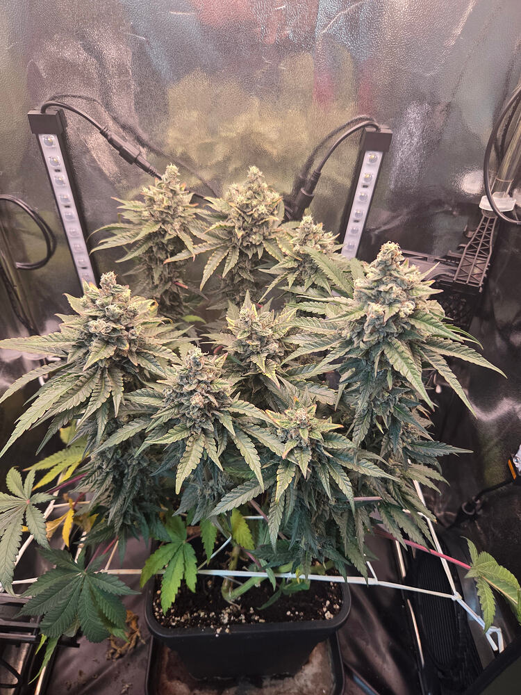Eine blühende Cap Junky Cannabispflanze in einem Growzelt mit LED-Zusatzbeleuchtung.