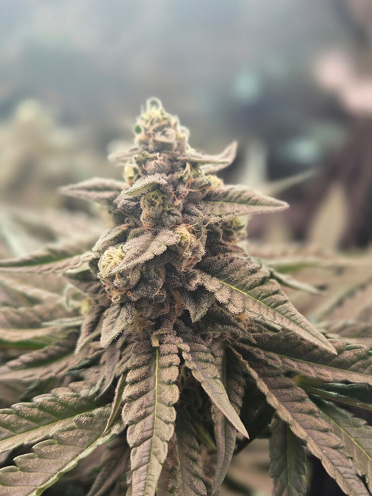 Nahaufnahme eines frostigen Cannabis-Buds der Sorte Cap Junky in der Blütephase.