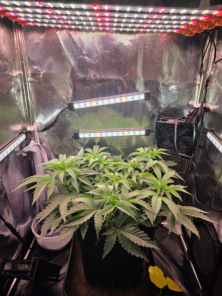 Eine Cannabis-Pflanze in einem Growzelt unter LED-Beleuchtung.