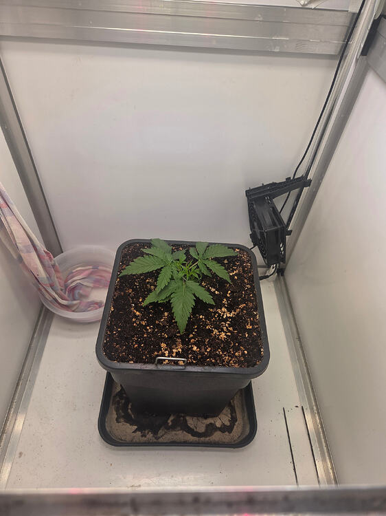 Eine junge Cannabis-Pflanze in einem quadratischen Topf innerhalb einer Growbox.