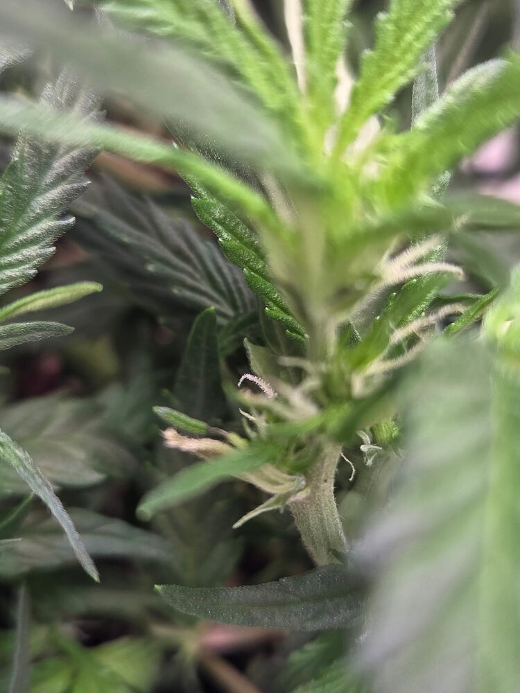 Nahaufnahme einer Cannabis-Pflanze mit sichtbaren weißen Stigmen an den Knotenpunkten, was den Beginn der Blütephase anzeigt.