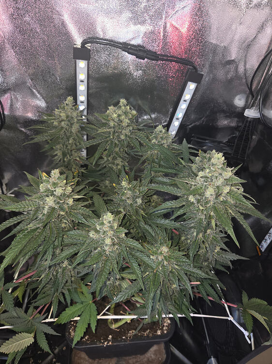 Eine blühende Cannabis-Pflanze in einem Grow-Zelt unter LED-Beleuchtung.