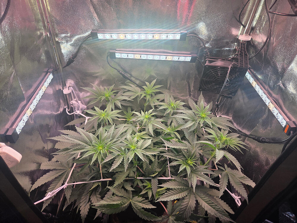 Eine Cannabis-Pflanze in einem Growzelt, die durch ein Scrog-Netz trainiert wird, unter LED-Beleuchtung.