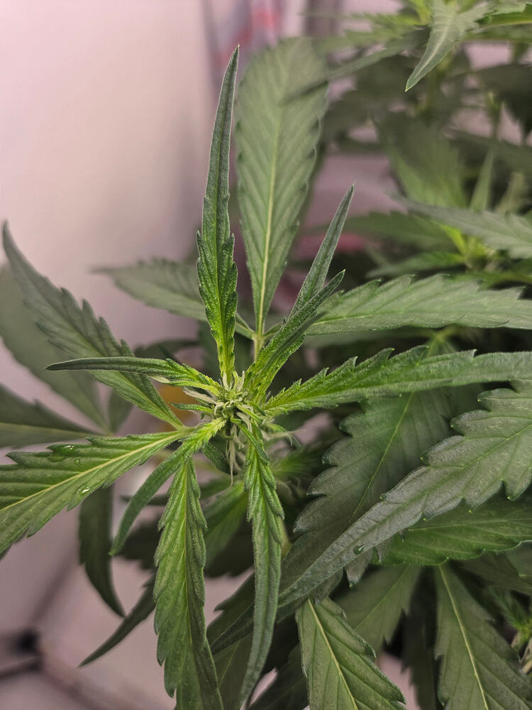 Nahaufnahme einer jungen Cannabis-Blüte an einer Wedding Cake Fast Pflanze.