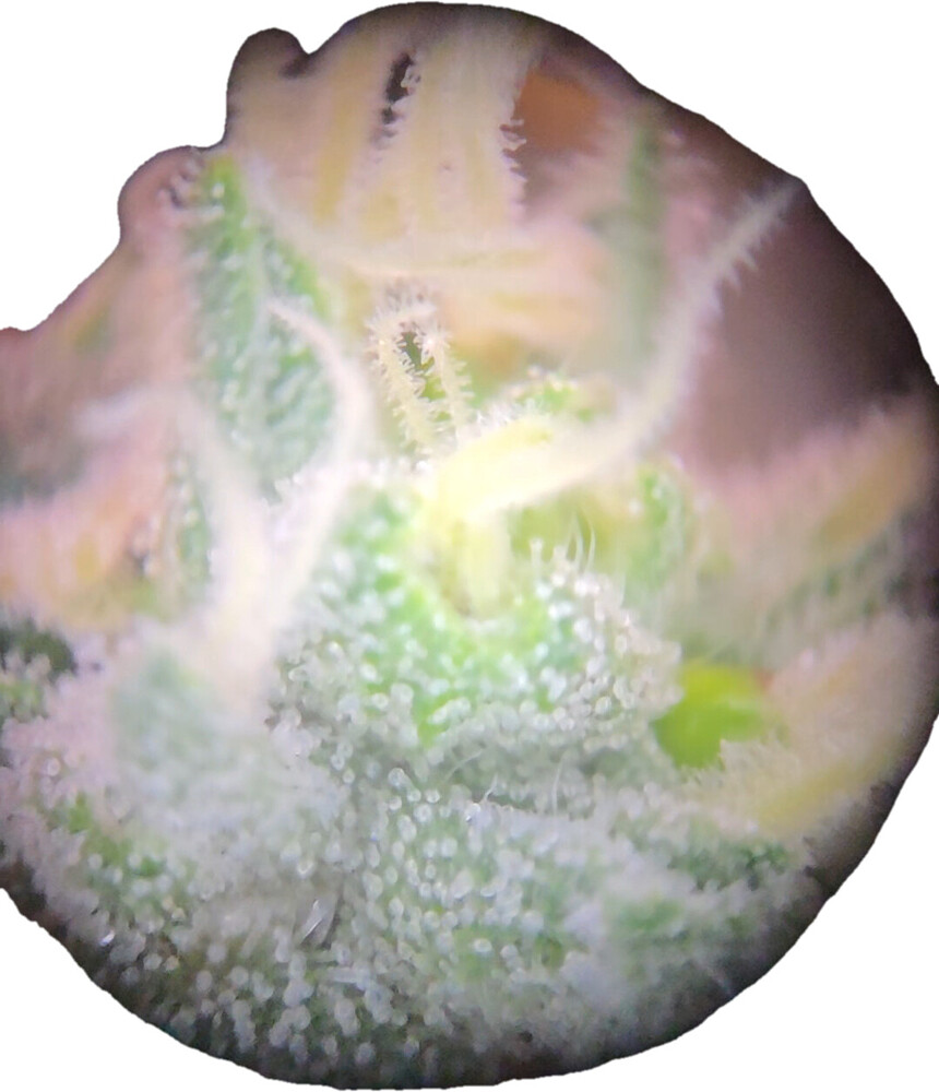 Mikroskopische Nahaufnahme von Cannabis-Trichomen an einer Blüte.