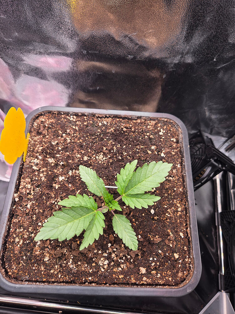 Ein junger Cannabis-Sämling in einem quadratischen Topf in einer Growbox, mit einer gelben Klebefalle am Rand.