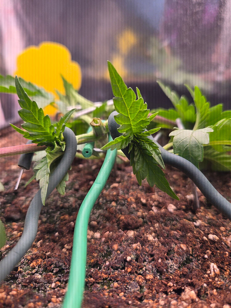Nahaufnahme einer jungen Cannabispflanze an Tag 21, die mit LST-Draht und Erdankern trainiert wird.