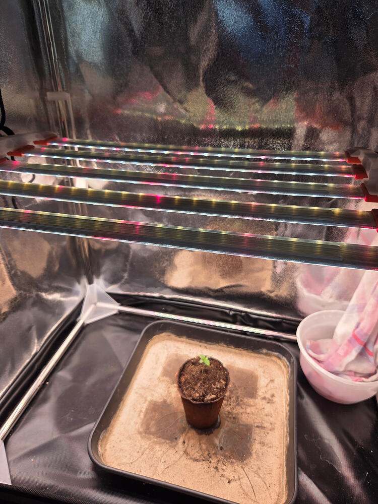 Ein kleiner Cannabis-Sämling in einem Anzuchttopf unter einer LED-Growlampe in einem Growzelt.