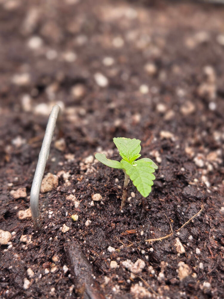 Ein junger Cannabis-Sämling in einem Topf mit feuchter Erde, daneben ein Metallhaken für LST.