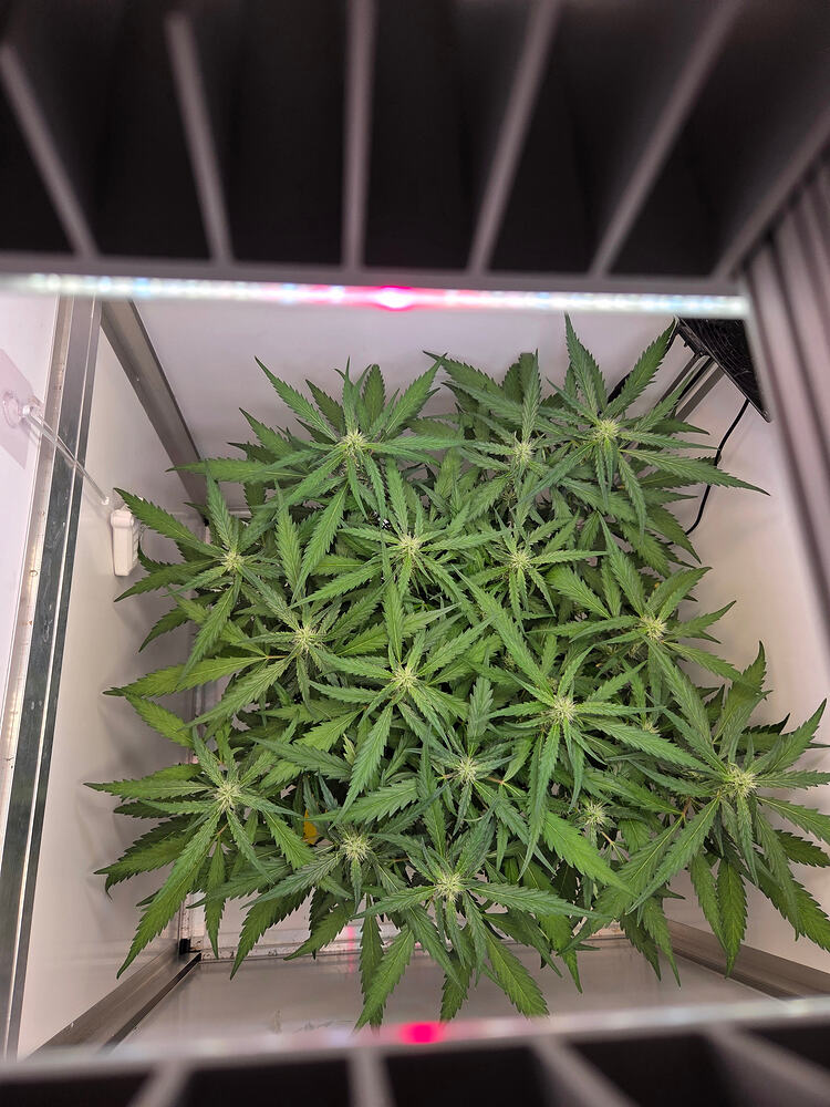 Draufsicht auf eine Cannabis-Pflanze in einer Growbox unter LED-Beleuchtung.