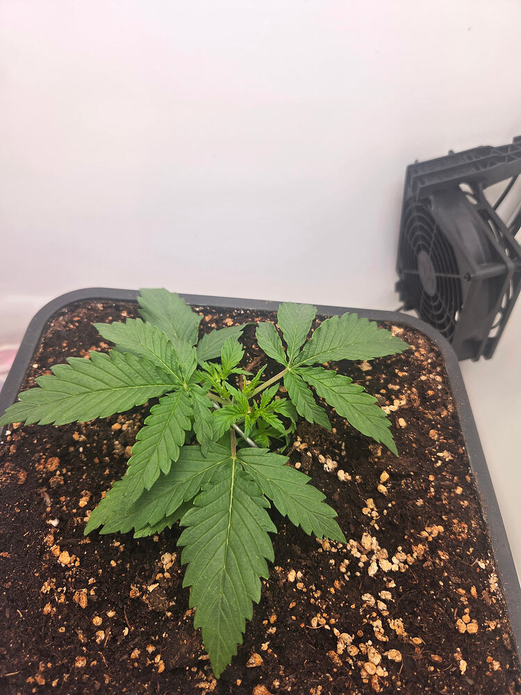 Eine junge Cannabis-Pflanze in einem quadratischen Topf, die bereits getoppt wurde, mit einem kleinen Ventilator im Hintergrund.