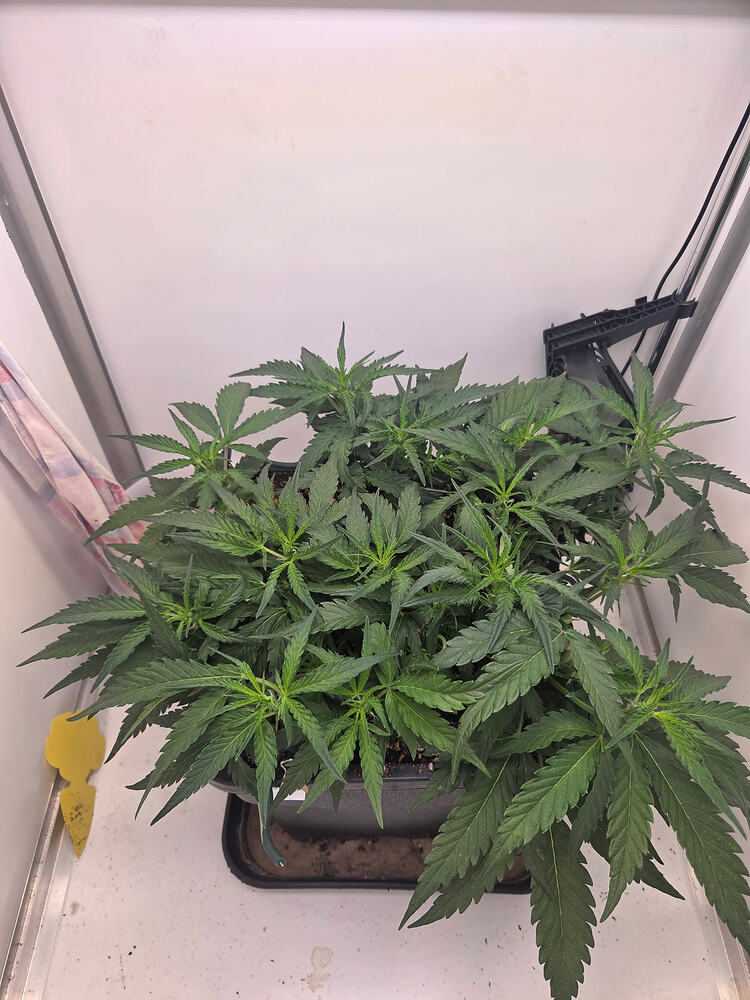 Eine gesunde Cannabis-Pflanze in einem quadratischen Topf innerhalb einer Growbox, von oben fotografiert.