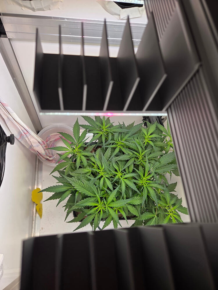 Eine Cannabis-Pflanze in einer Growbox, von oben fotografiert, unter einer LED-Lampe.