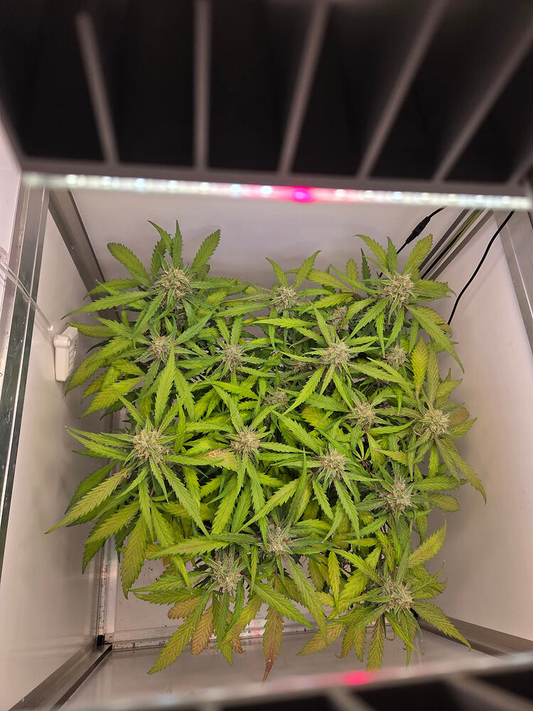 Draufsicht auf eine blühende Cannabis-Pflanze in einer Growbox unter LED-Beleuchtung.