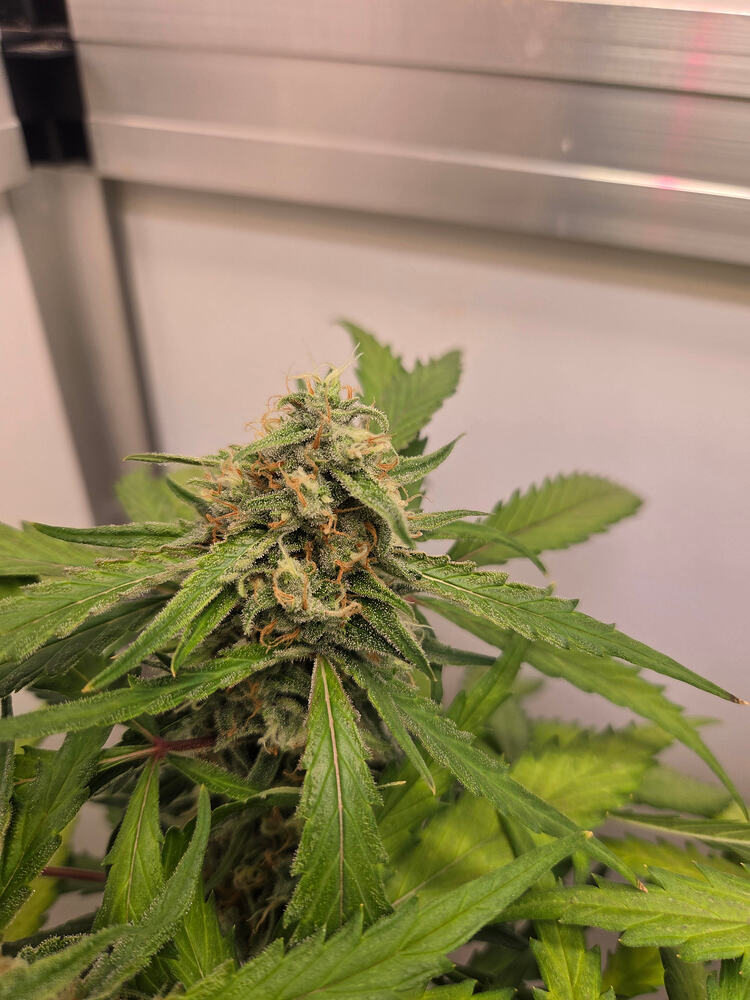 Nahaufnahme eines Cannabis-Buds der Sorte Wedding Cake Fast in der Blütephase.