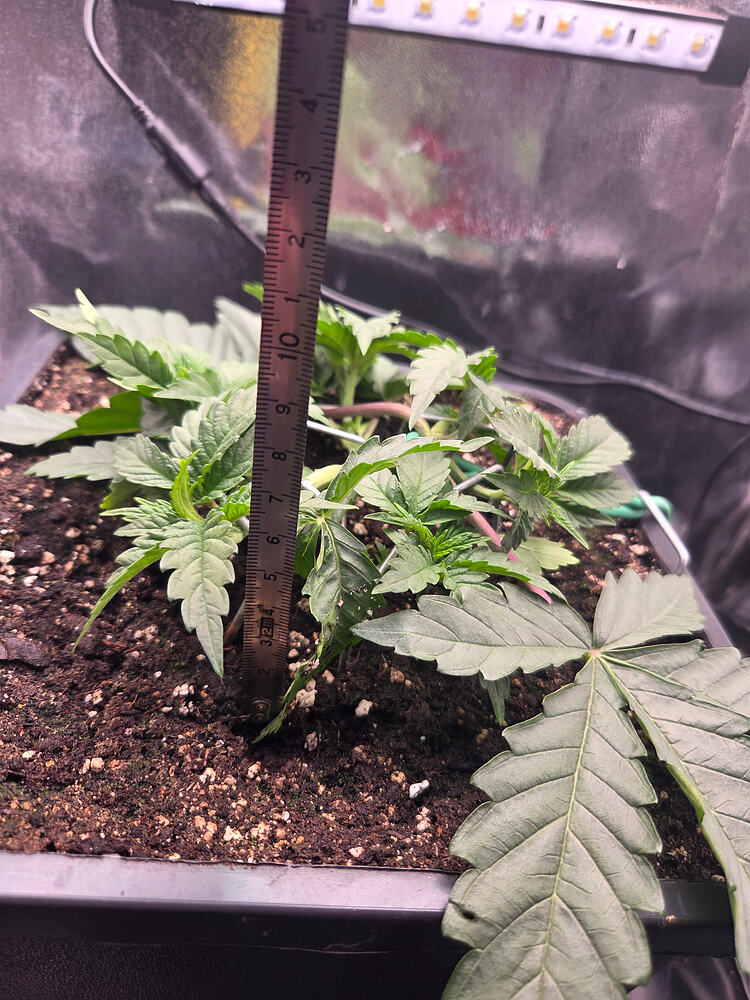 Eine junge Cannabispflanze in der Wachstumsphase, die mit einem Maßband gemessen wird.