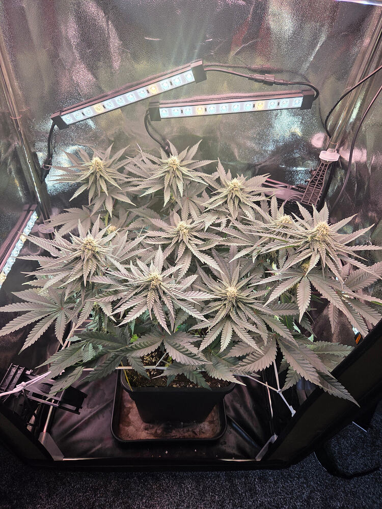 Eine Cannabis-Pflanze in der Blütephase in einem Growzelt unter LED-Beleuchtung.