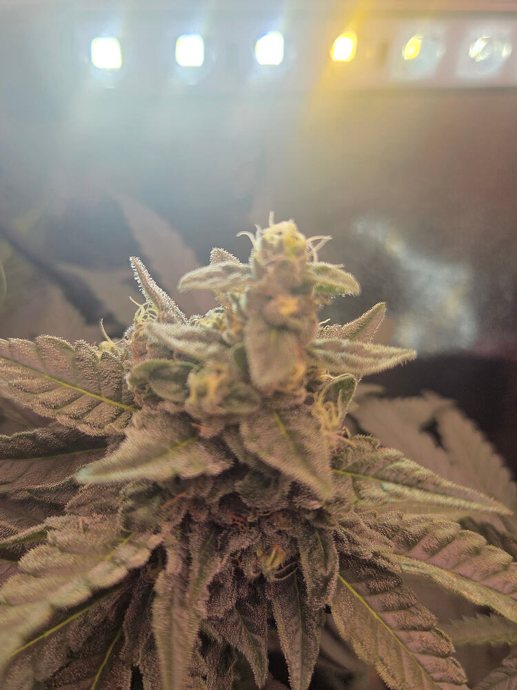 Nahaufnahme eines Cannabis-Buds in der Blütephase unter LED-Beleuchtung.
