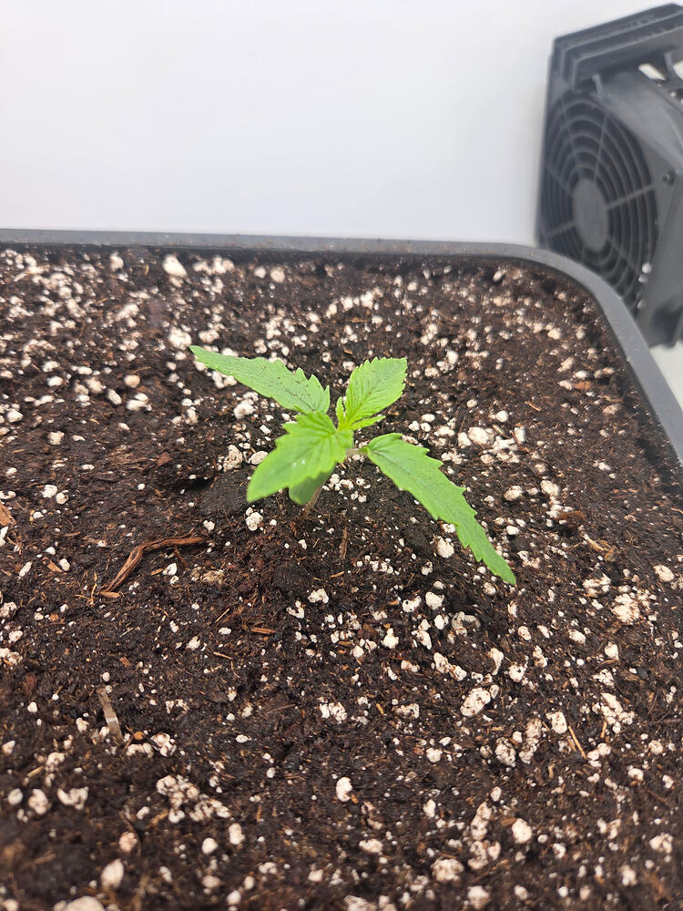 Ein junger Cannabis-Sämling in einem großen Topf mit Erde und Perlit, im Hintergrund ist ein kleiner Ventilator zu sehen.