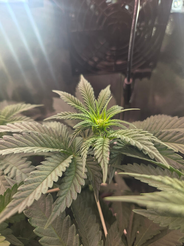 Nahaufnahme einer jungen Cannabispflanze in der frühen Blütephase unter einer Grow-Lampe.