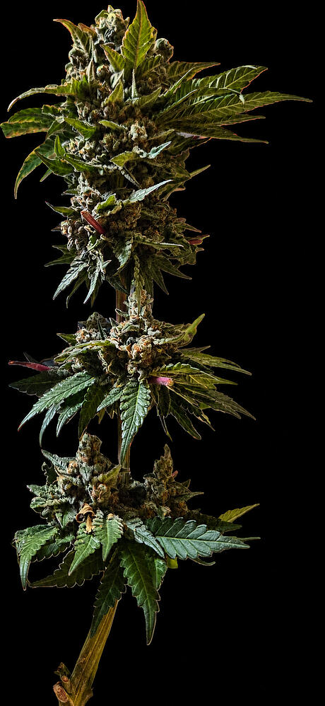 Ein einzelner, frisch geernteter Cannabis-Zweig mit dichten Buds vor schwarzem Hintergrund.