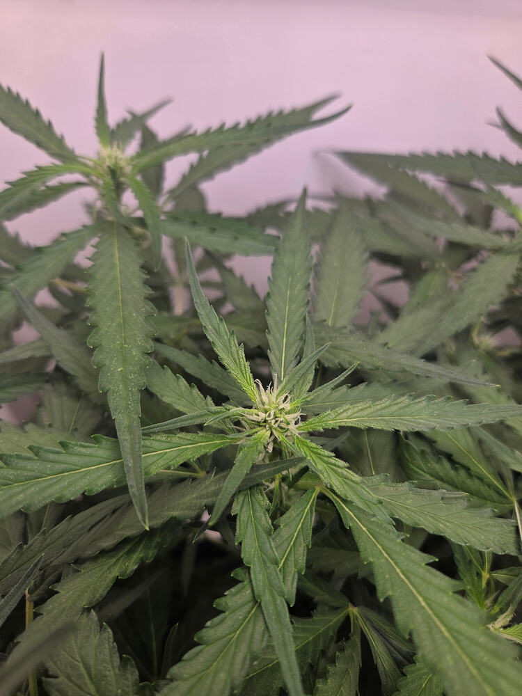 Nahaufnahme einer Cannabis-Pflanze in der frühen Blütephase mit sichtbaren weißen Stigmen.