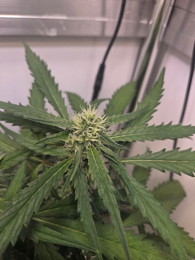 Nahaufnahme eines jungen Cannabis-Buds in der frühen Blütephase mit weißen Stigmen.