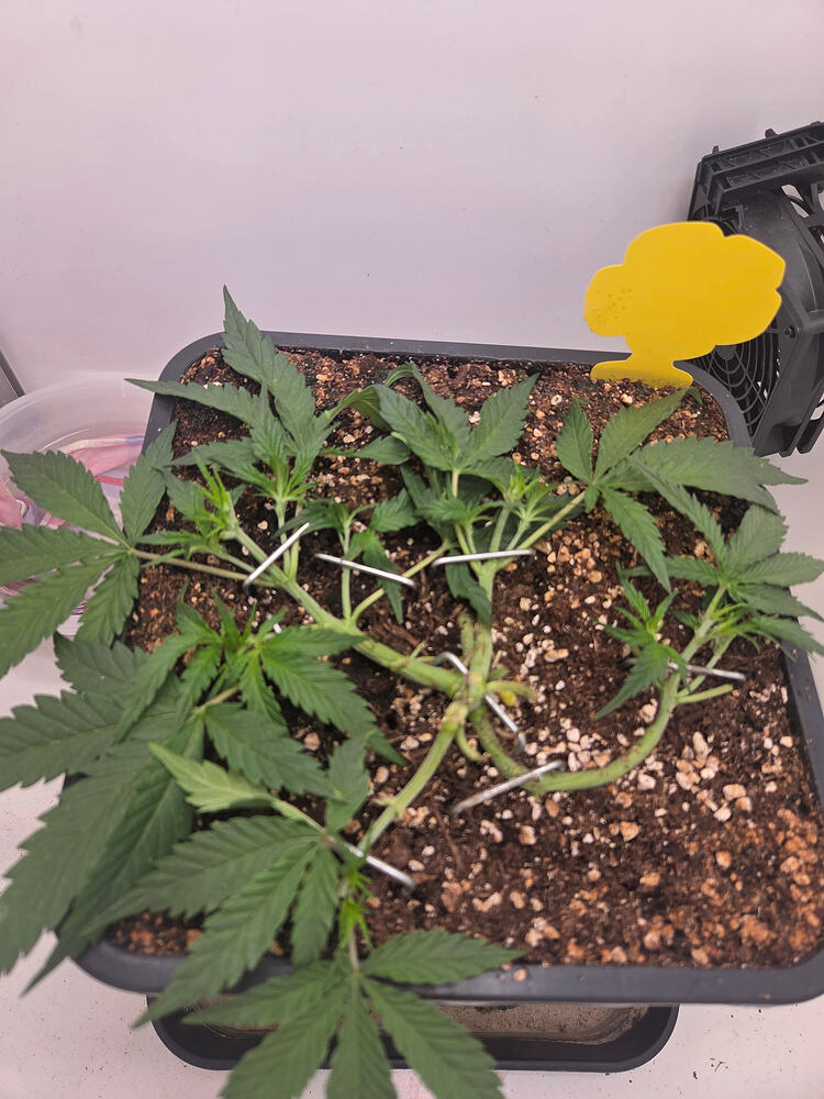 Eine junge Cannabis-Pflanze in einem quadratischen Topf, die mittels LST (Low Stress Training) mit Metallklammern flach auf die Erde gebunden wurde.