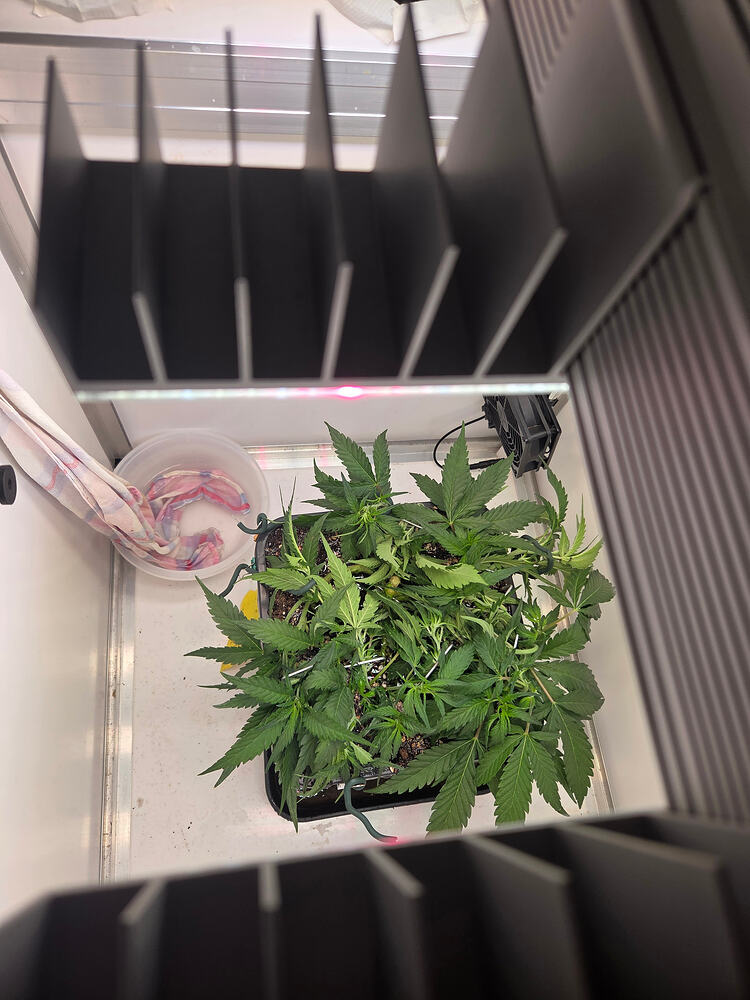 Eine Cannabis-Pflanze in einer Growbox, die mit LST-Techniken (Bondage) trainiert wurde, unter einer LED-Beleuchtung.
